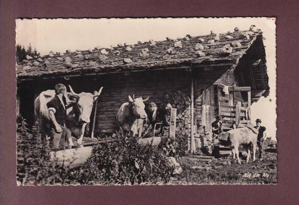 Auf der ALP - Kühe