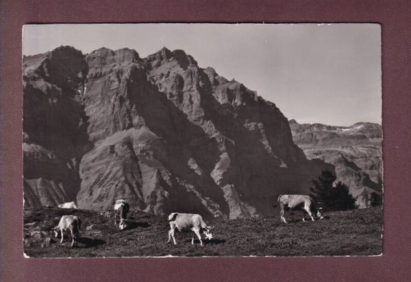 TORRENTALP ob Leukerbad - Kühe