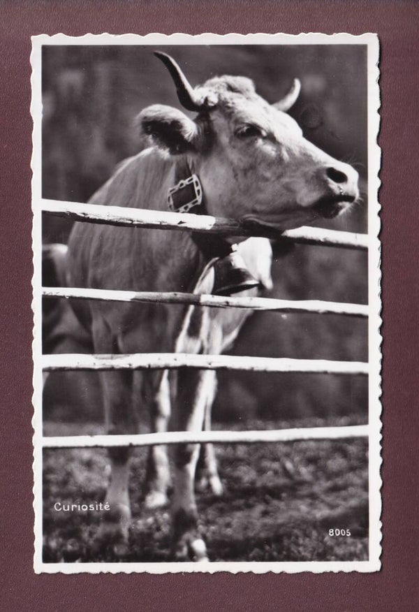 Une belle VACHE