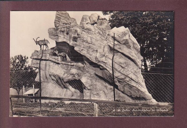 ST. GALLEN - Wildpark - Steinbockfelsen