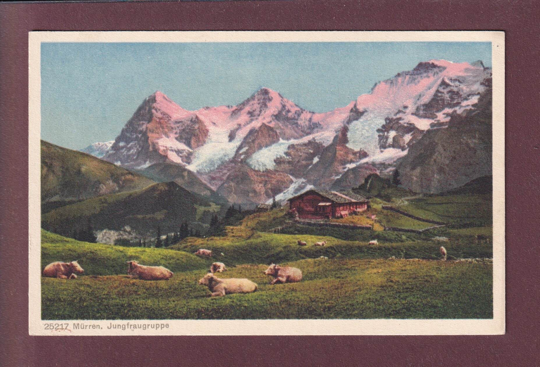 MÜRREN - Jungfraugruppe - Kühe