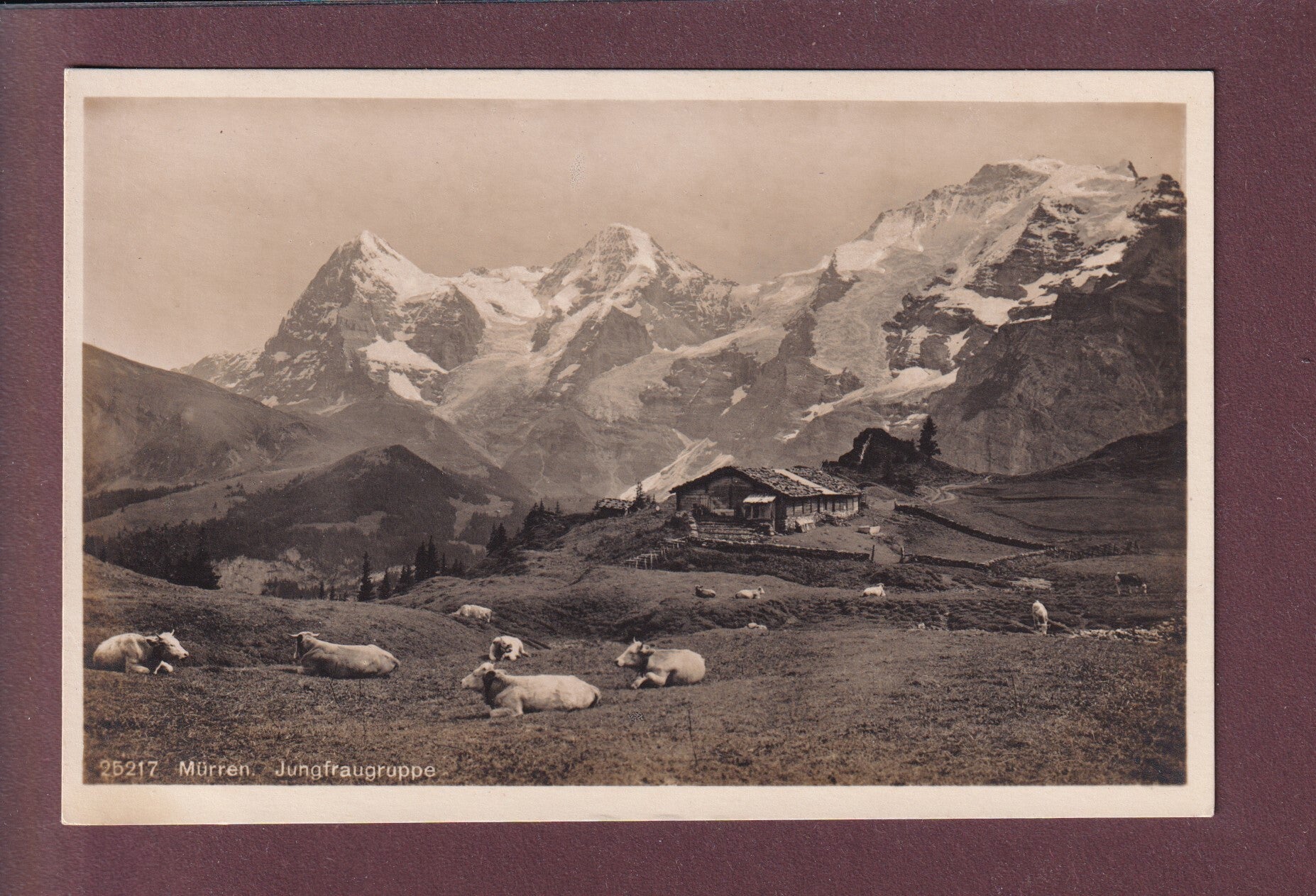 MÜRREN - Jungfraugruppe - Kühe