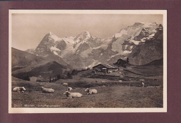 MÜRREN - Jungfraugruppe - Kühe