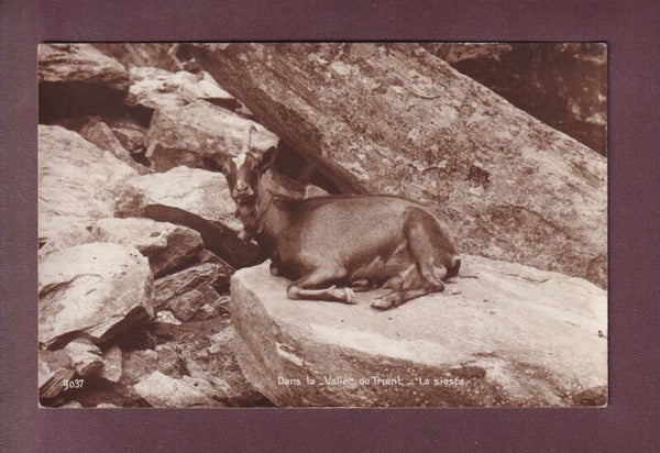 Dans la vallée du TRIENT - Chèvre - 1923