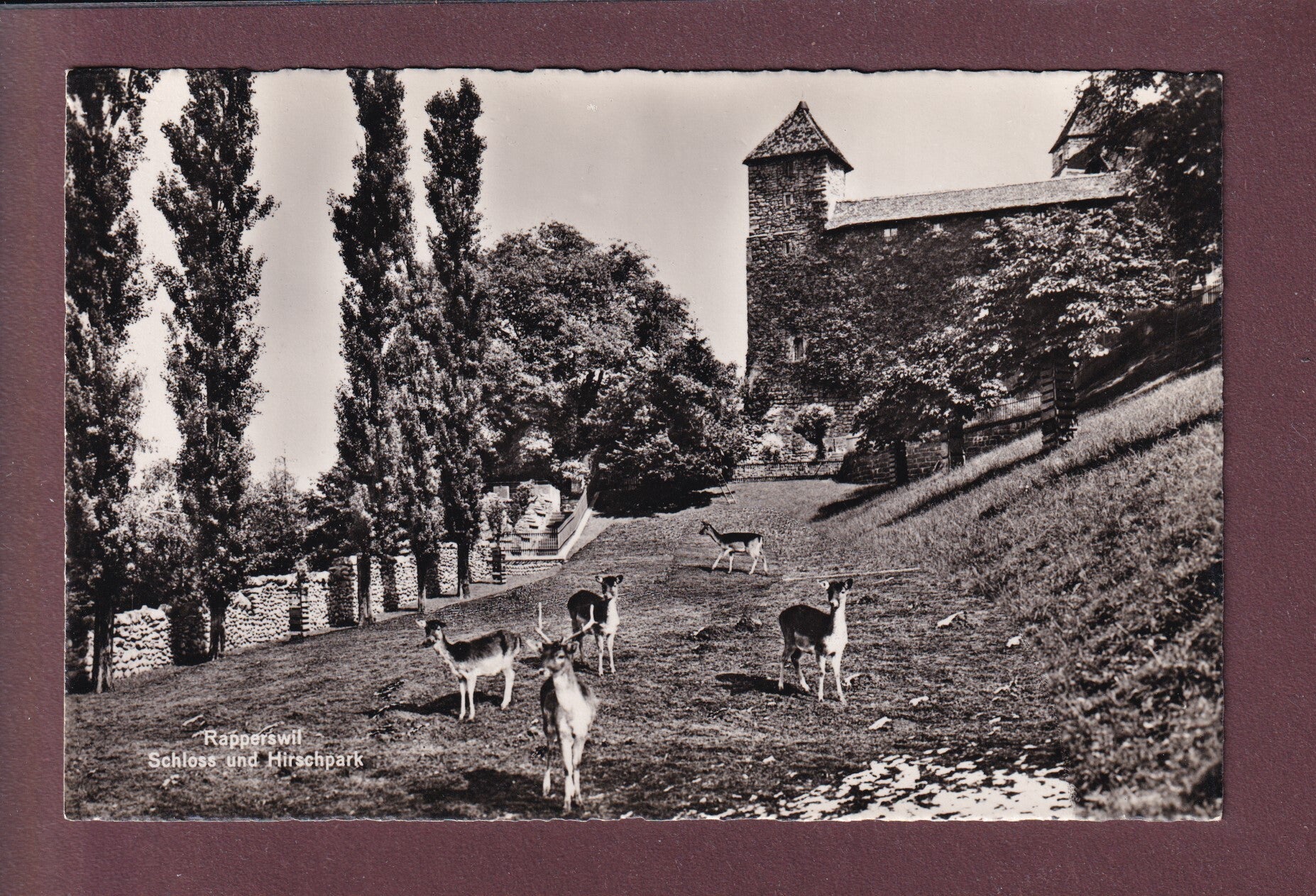 RAPPERSWIL - Schloss - Hirschpark