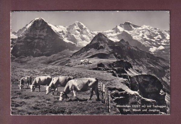 MÄNNLICHEN - Tschuggen - Kühe