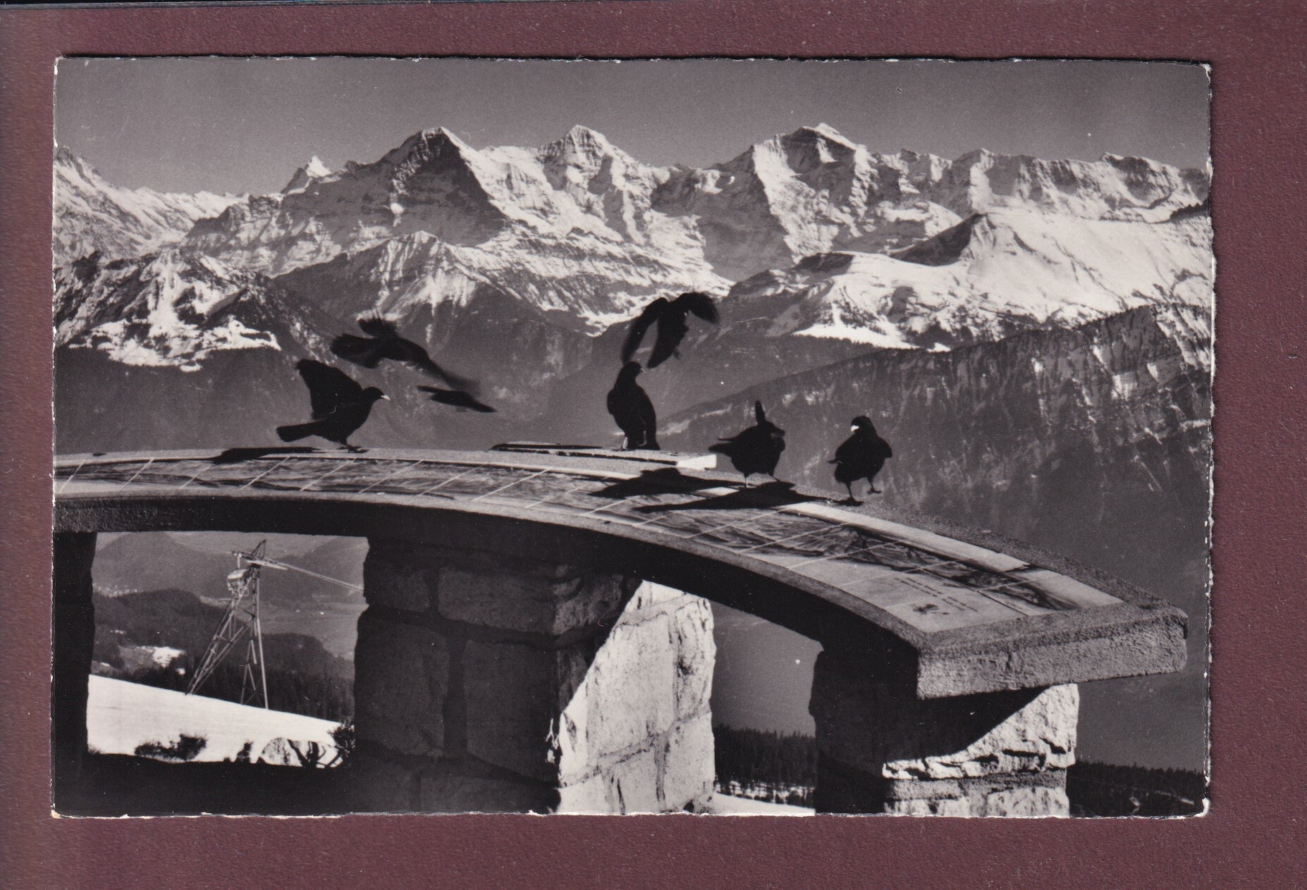 BEATENBERG-NIEDERHORN - Alpendohlen