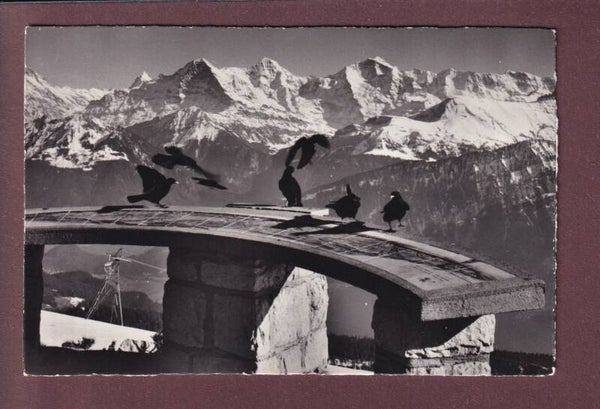 BEATENBERG-NIEDERHORN - Alpendohlen