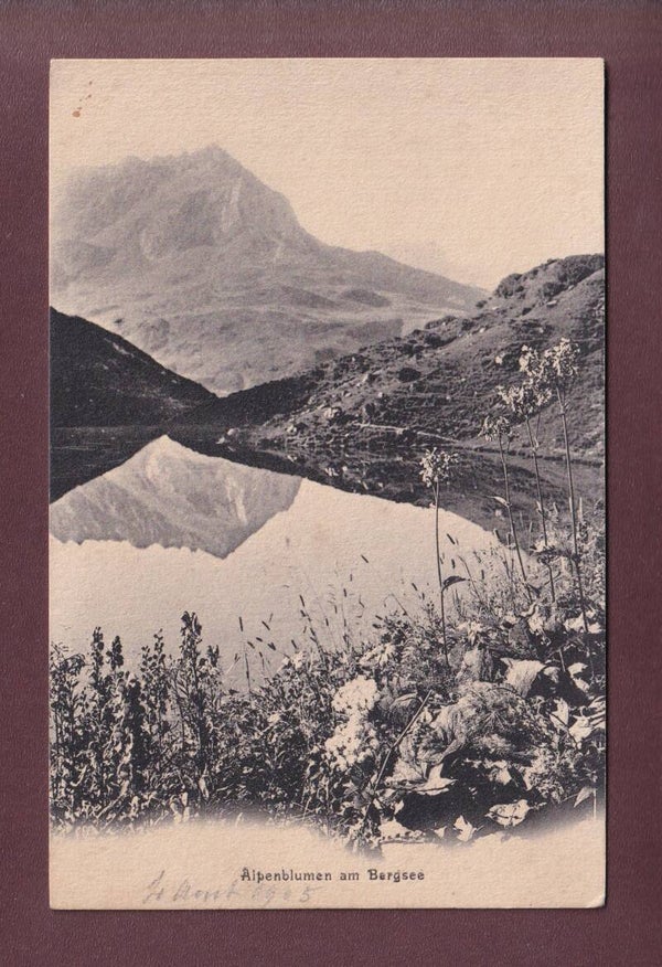 Alpenblumen am BERGSEE