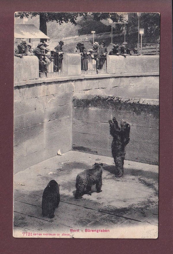 BERN - Bärengraben - 1909