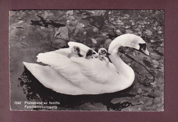CYGNES / SCHWANEN - 1952 // Déchirure / Riss //