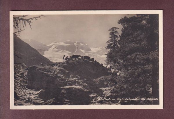 SCHAFHERDE am Morteratschgletscher