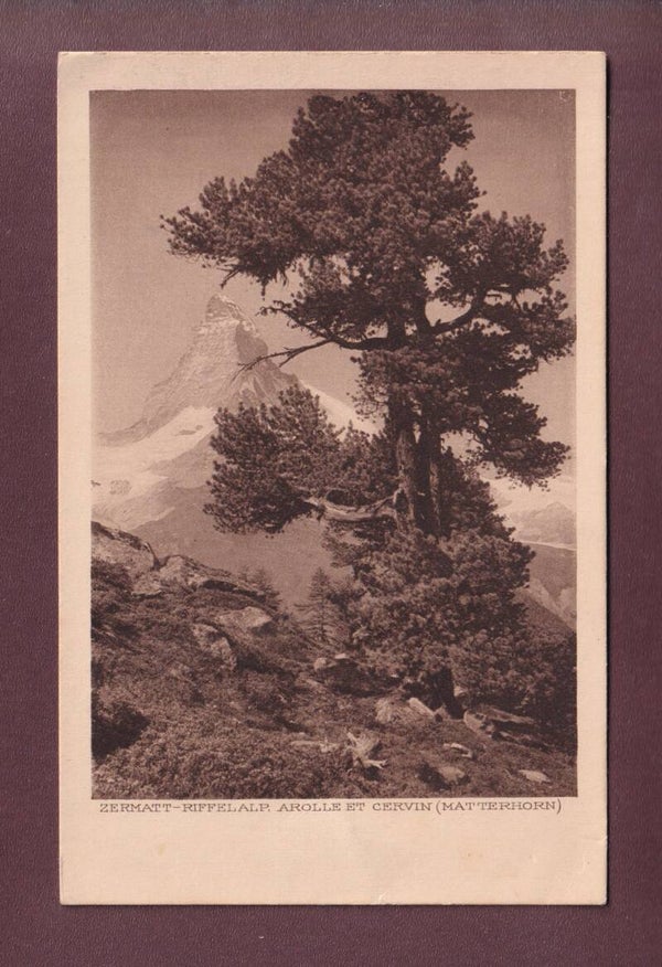 Zermatt - RIFFELALP - Arolle et CERVIN