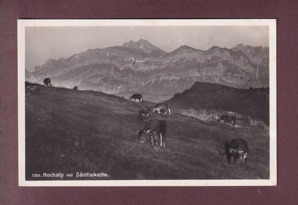 HOCHALP - Kühe - Säntiskette
