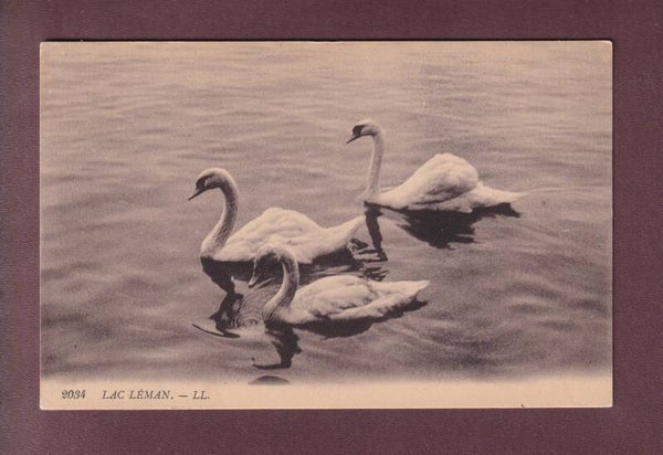 LAC LEMAN - Cygnes