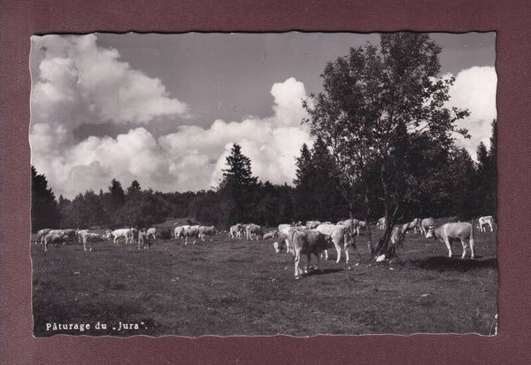 Pâturage du JURA - Vaches - 1955 obl. Train