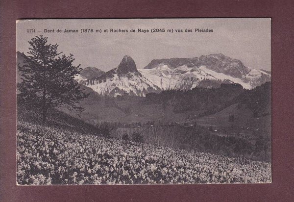 Champ de NARCISSE au PLEIADES - Dent de Jaman - 1918