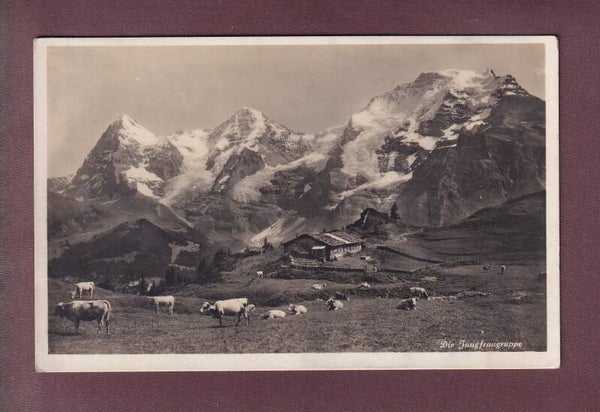 EIGER - MÖNCH - JUNGFRAU - Kühe