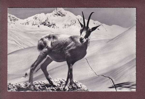 CHAMOIS dans les alpes