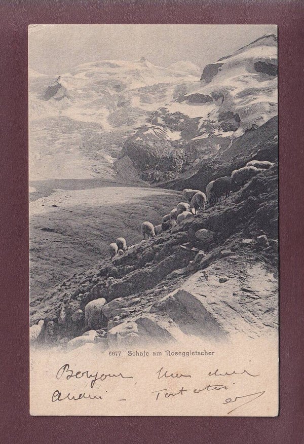 Schafe am ROSEGGLETSCHER - 1911