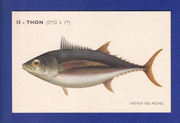 Poisson - THON