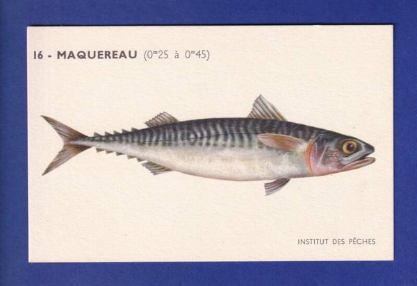 Poisson - MAQUEREAU