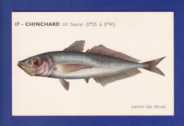 Poisson - CHINCHARD dit Saurel