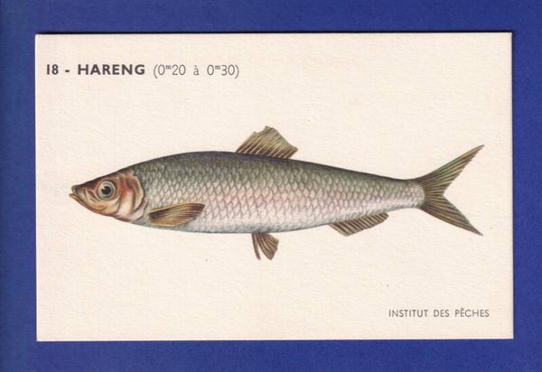 Poisson - HARENG