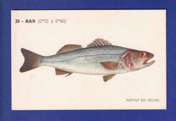 Poisson - BAR