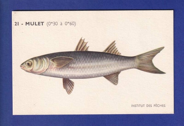 Poisson - MULET