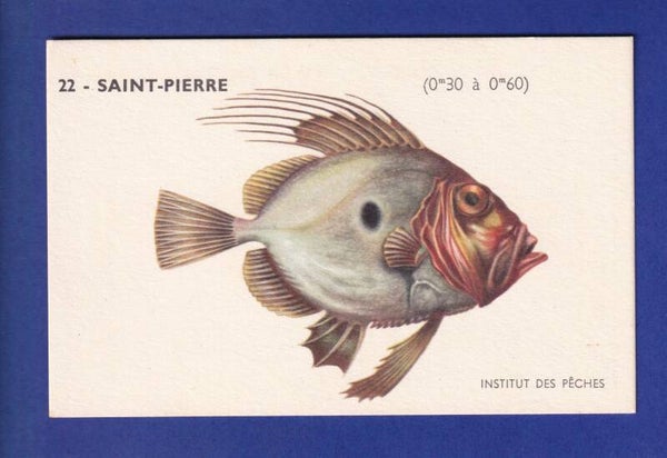 Poisson - SAINT-PIERRE