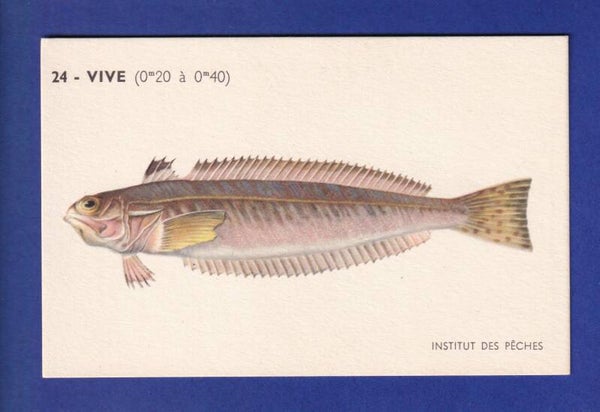 Poisson - VIVE