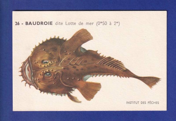 Poisson - BAUDROIE dite Lotte de Mer