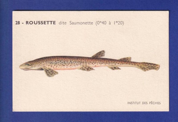 Poisson - ROUSSETTE dite Saumonette