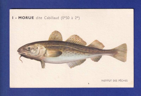 Poisson - MORUE dite Cabillaud
