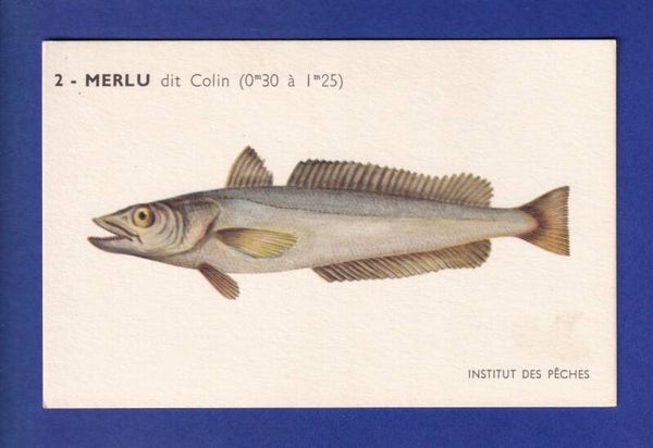 Poisson - MERLU dit Colin