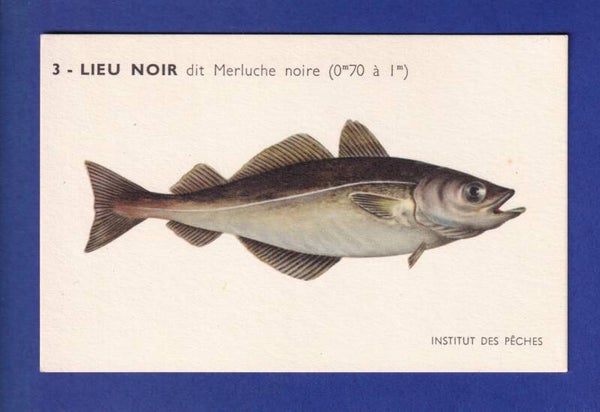 Poisson - LIEU NOIR dit Merluche noire