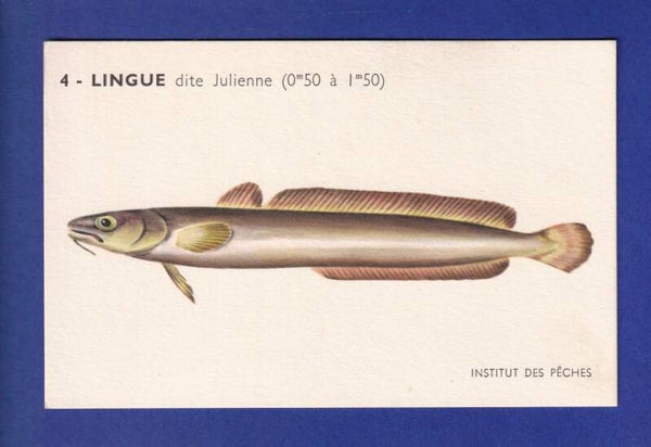 Poisson - LINGUE dite Julienne