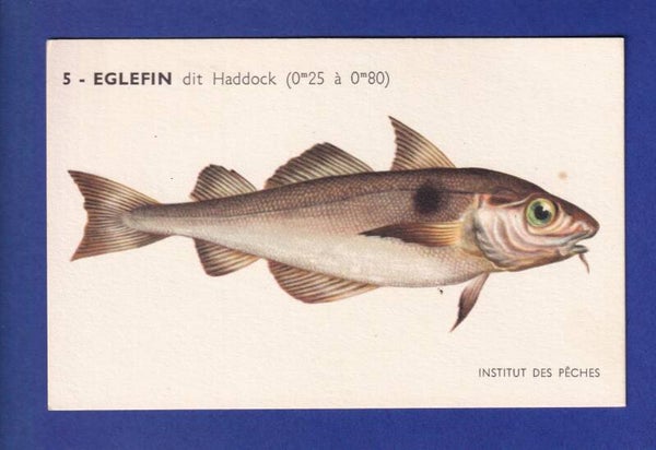 Poisson - EGLEFIN dit Haddock