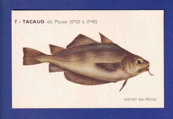 Poisson - TACAUD dit Plouse