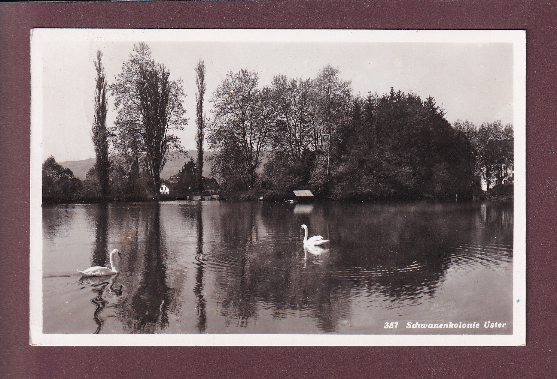 USTER - Schwanenkolonie - 1945