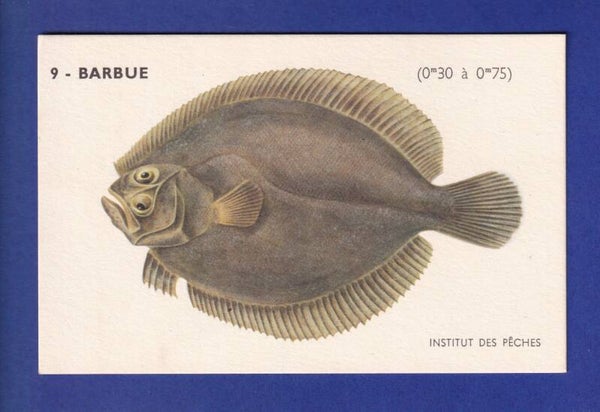Poisson - BARBUE