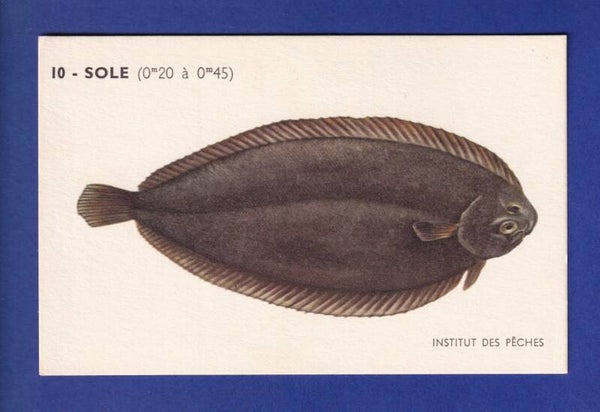 Poisson - SOLE