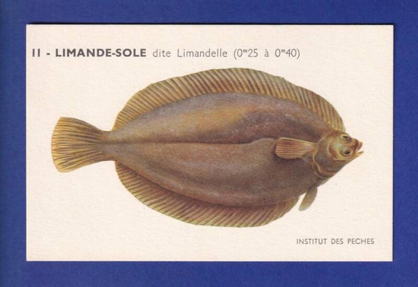 Poisson - LIMANDE SOLE dite Limandelle