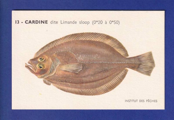 Poisson - CARDINE dite Limande sloop