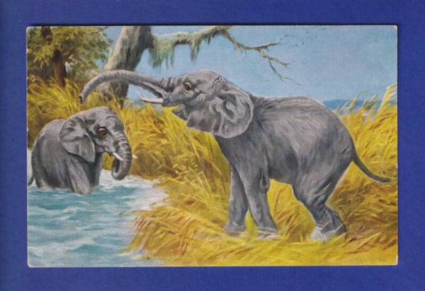 ELEPHANT // voir dos //