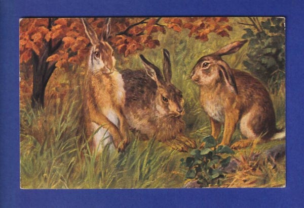 LIEVRE / LAPIN // voir dos //