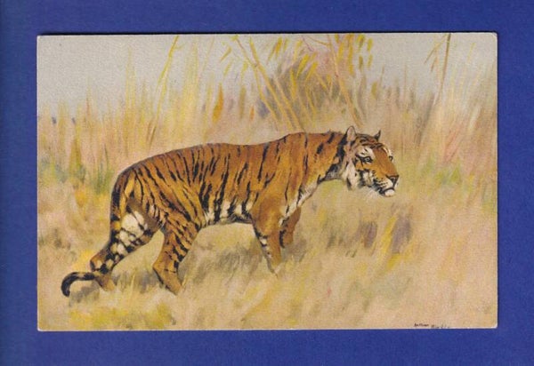 TIGRE // voir dos //