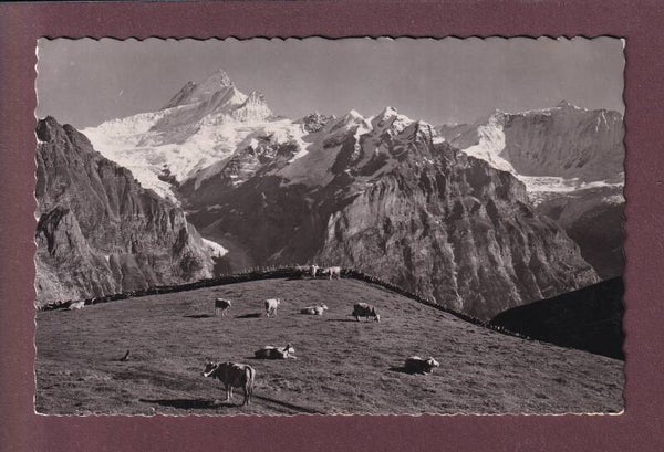 GRINDELWALD-FIRST - Kühe - 1953