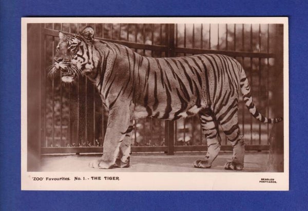 TIGRE